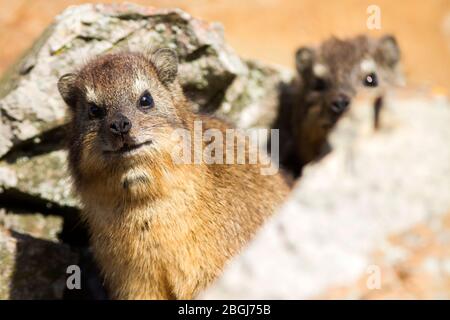 L'irax rock, chiamato anche Cape hyrax, rock conigli, e coney, è un mammifero terrestre di medie dimensioni nativo dell'Africa e del Medio Oriente. Foto Stock