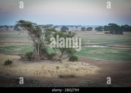 Busanga Plains, un'esclusiva destinazione safari nel Parco Nazionale di Kafue, Nord-Occidentale, Zambia con abbondante fauna selvatica come l'antilope di lechwe, il leche di kobus Foto Stock