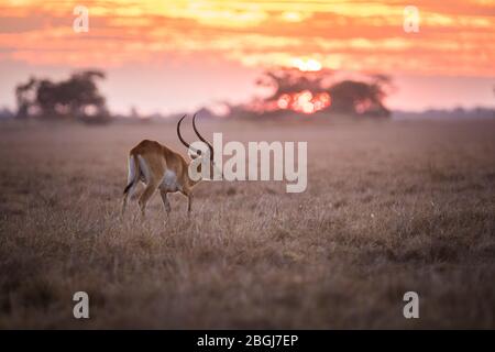 Busanga Plains, destinazione esclusiva safari nel Parco Nazionale di Kafue, Nord-Occidentale, Zambia, è dove abbondanti mandrie di lechwe, Kobus leche pascolare. Foto Stock