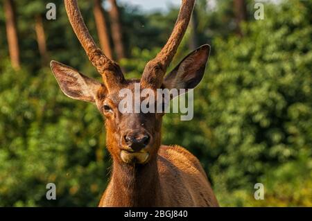 Primo piano della testa di un wapiti Foto Stock