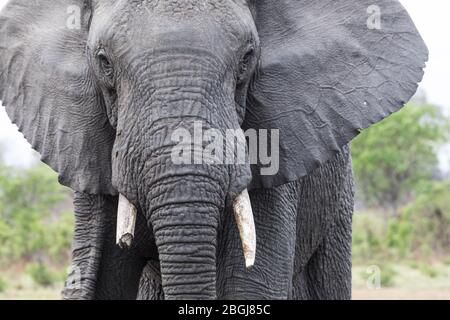 Busanga Plains, una destinazione esclusiva per safari nel Parco Nazionale di Kafue, Nord Ovest, Zambia, sede di mandrie di elefanti africani, Loxodonta africana. Foto Stock