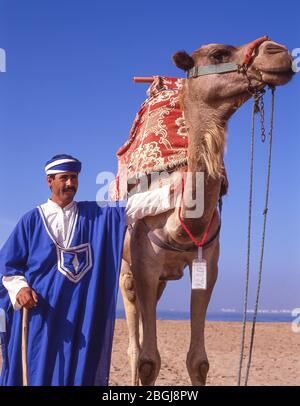 Autista di cammello sulla spiaggia di Agadir, Agadir, regione di Souss-massa-Draâ, Marocco Foto Stock