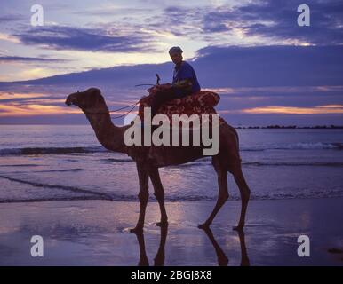 Autista di cammello sulla spiaggia di Agadir al tramonto, Agadir, regione di Souss-massa-Draâ, Marocco Foto Stock