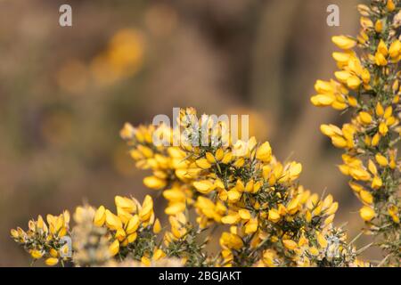 Fiori di gola gialli e vivaci al sole di primavera Foto Stock