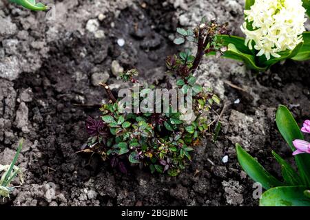 Annaffiatura e concimazione giovani germogli di rose Jamelia Foto Stock