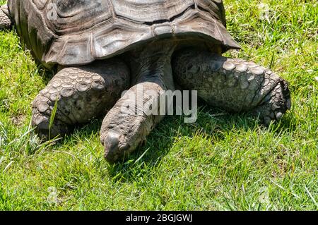 Primo piano di Aldabra Tartoise su erba Foto Stock