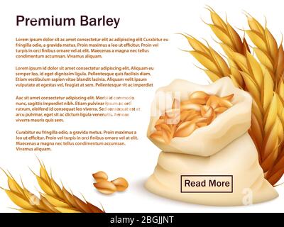 Orzo realistico, orecchie e grani isolati su sfondo bianco. Modello Premium di sfondo vettoriale orzo. Illustrazione di raccolto di grano, raccolto agricoltura Illustrazione Vettoriale