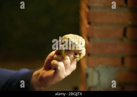 Una mano tiene un toad nella notte Foto Stock