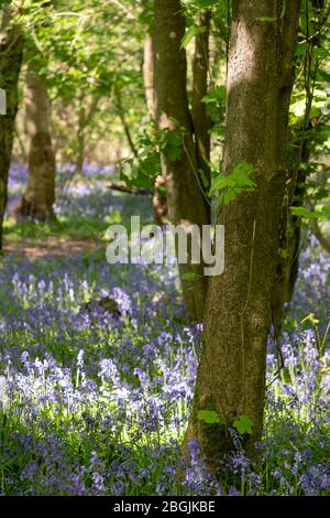 Primo piano di campanelli che crescono tra gli alberi nella natura selvaggia a Whippendell Woods, Watford, Hertforshire UK. Foto Stock