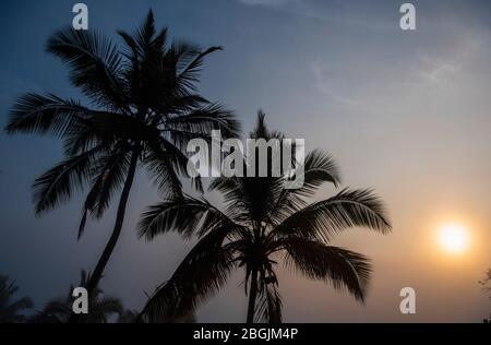 Palma nell'altopiano dello Sri Lanka all'alba Foto Stock