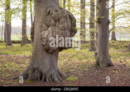 Grande crescita su un tronco di albero Malattia di una corteccia di albero Foto Stock