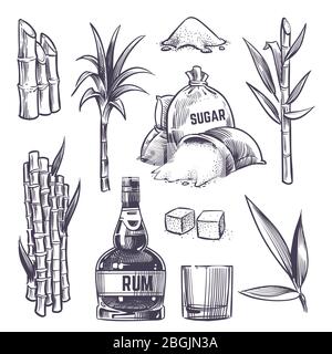Foglie di canna trafilate a mano, stocchi di piante da zucchero, raccolta di canna da zucchero, vetro e bottiglia di rum. Set vettoriale in stile vintage. Illustrazione di bevanda alcolica e canna da zucchero Illustrazione Vettoriale