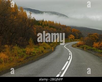 Strada tortuosa nella foresta di HallormsstaÃ°askÃ³gur nell'Islanda orientale Foto Stock
