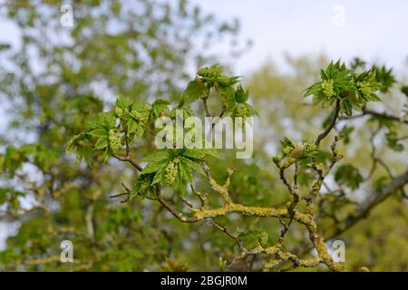 Nuove foglie e fiori emergono sulle piante all'inizio della primavera a Lewes, East Sussex, Regno Unito Foto Stock