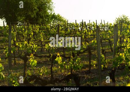 Vigneto al sole della sera Foto Stock