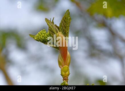 Nuove foglie e fiori emergono sulle piante all'inizio della primavera a Lewes, East Sussex, Regno Unito Foto Stock