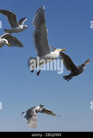 Un gruppo di gabbiani volano con ali sparse contro un cielo blu a Victoria, British Columbia, Canada, sull'isola di Vancouver Foto Stock