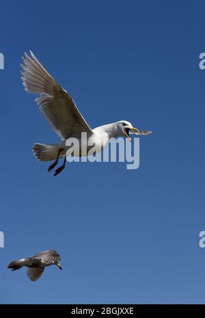 Un paio di gabbiani volano con ali sparse contro un cielo blu a Victoria, British Columbia, Canada sull'isola di Vancouver. Foto Stock