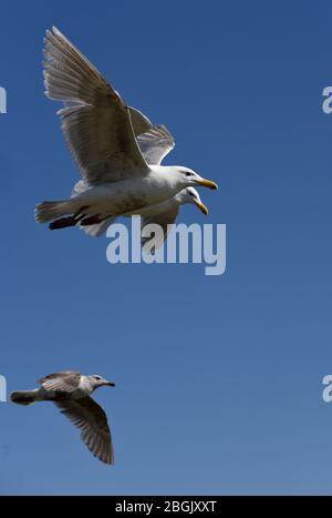 Un trio di gabbiani volano con ali sparse contro un cielo blu a Victoria, British Columbia, Canada sull'Isola di Vancouver. Foto Stock