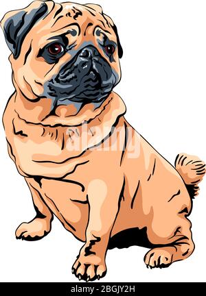 Vettore cute cane pug razza albicocca di colore fawn Illustrazione Vettoriale