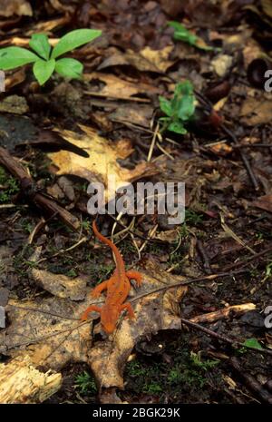 Rosso su eft si affacciano sul sentiero, Indian Head area selvaggia, Catskill Park, New York Foto Stock