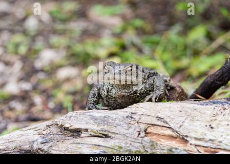 Primo piano di un grande toad poggiato su un tronco di legno, comune toad, europeo toad Foto Stock