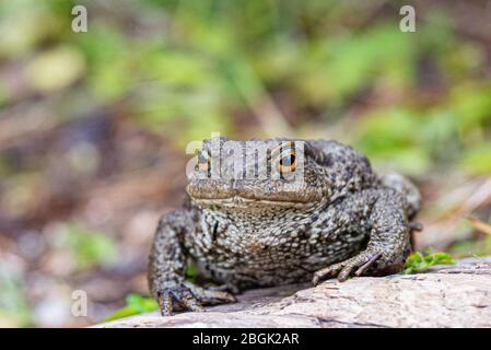 Primo piano di un grande toad poggiato su un tronco di legno, comune toad, europeo toad Foto Stock