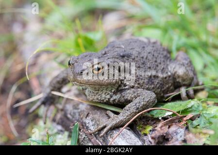 Primo piano di un grande toad poggiato su un tronco di legno, comune toad, europeo toad Foto Stock