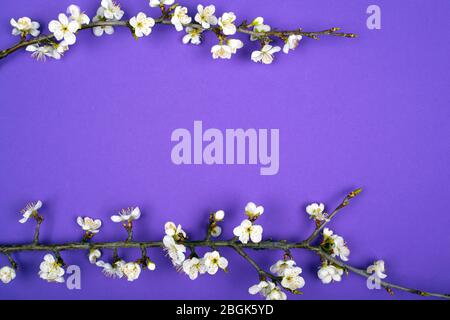 ramoscelli in fiore albicocche primavera viola bellezza sfondo layout piatto. Foto Stock