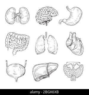Organi umani interni. Cervello, cuore e reni disegnati a mano, stomaco e vescica. Disegnare un'illustrazione del vettore isolato per uso medico. Organo di raccolta intestinale, digestivo interno Illustrazione Vettoriale