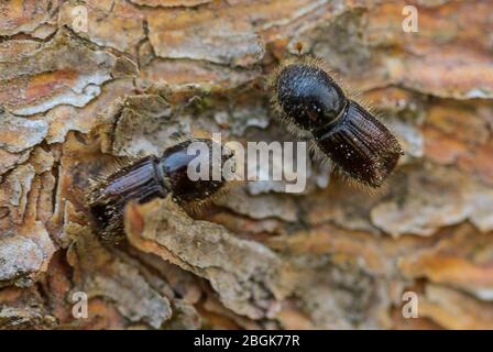 Wehrheim, Germania. 16 Apr 2020. Due coleotteri di abete rosso, una specie di coleotteri della sottofamiglia di corteccia, siedono sulla corteccia di un abete rosso. Le foreste dell'Assia furono gravemente colpite da tempeste, siccità e parassiti. Di conseguenza, si verifica un eccesso di offerta di legno e il prezzo di questa materia prima è diminuito drasticamente. Credit: Andreas Arnold/dpa/Alamy Live News Foto Stock