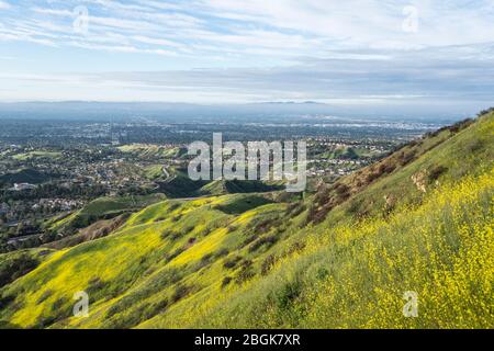 Colline di fiori selvatici suburbane e case di vista valle nel nord di Los Angeles, California. Foto Stock