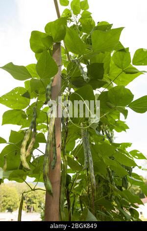 I fagioli Rattlesnake crescono su un palo in un giardino. Foto Stock