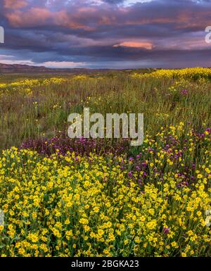 Tramonto, Monolopia, gufi trifoglio, Fiddlenecks, Caliente gamma, Carrizo Plain monumento nazionale, San Luis Obispo County, California Foto Stock