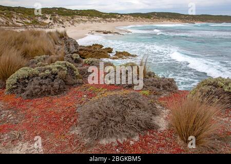 Succulents che cresce su un promontorio a Hanson Bay Foto Stock