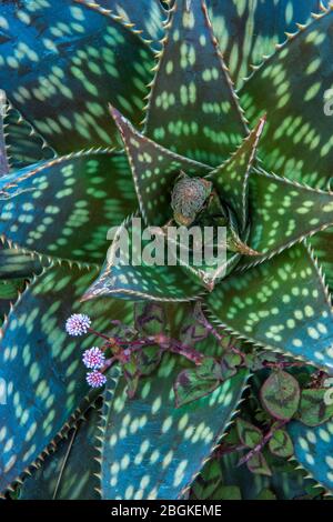 Aloe, Aloe Maculata, Polygonum Capitatum, Fern Canyon Garden, Mill Valley, California Foto Stock