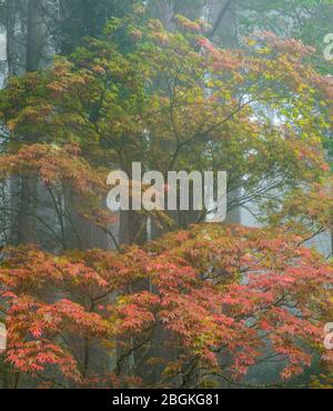 Acero giapponese in nebbia, Redwoods, Fern Canyon Garden, Mill Valley California Foto Stock