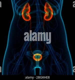 Reni del sistema urinario femmina con anatomia della vescica Foto Stock