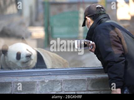 I panda dello zoo di Pechino, che riaprono dopo 59 giorni di chiusura, potranno interagire con i turisti, Pechino, Cina, 23 marzo 2020. Turisti che wan Foto Stock