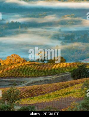 Sunrise, Marietta vigneti, Yorkville Highlands, Mendocino County, California Foto Stock