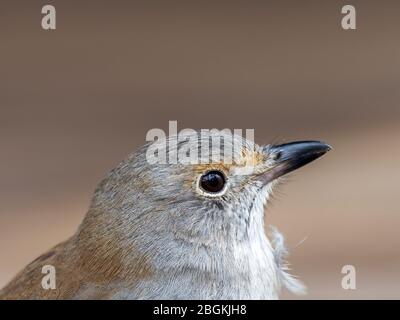 Una sottospecie di Shriketrush grigio immaturo (Colluricincla armonica) di armonica, con piumaggio prevalentemente grigio, dorso grigio oliva e striscia di occhio marrone, Foto Stock