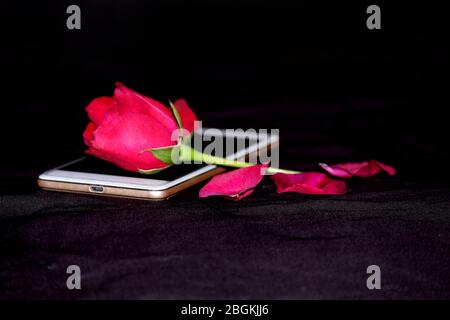 Quadro da rose su sfondo bianco. Lay piatto. Foto Stock