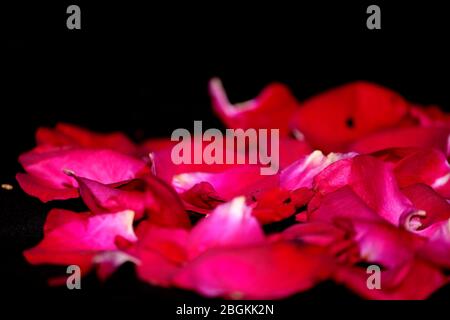 Quadro da rose su sfondo bianco. Lay piatto. Foto Stock