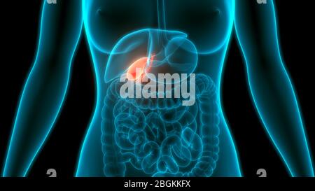 Anatomia del pancreas dell'organo interno umano Foto Stock