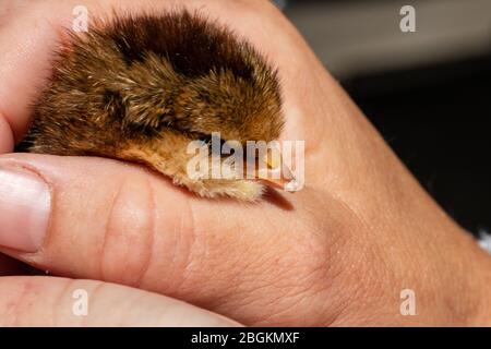 Immagine ravvicinata del dente d'uovo sul pulcino neonato, solo pochi giorni di tempo, fuoco selettivo Foto Stock