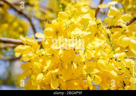 L'albero della doccia d'oro (Fistola Cassia) è fiorente sull'albero con il cielo blu e la luce del sole. Foto Stock