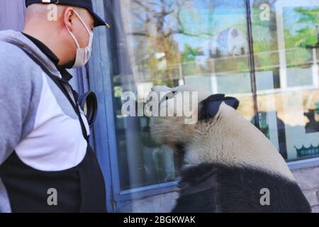 I panda dello zoo di Pechino, che riaprono dopo 59 giorni di chiusura, potranno interagire con i turisti, Pechino, Cina, 23 marzo 2020. Turisti che w Foto Stock