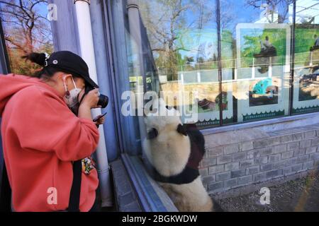 I panda dello zoo di Pechino, che riaprono dopo 59 giorni di chiusura, potranno interagire con i turisti, Pechino, Cina, 23 marzo 2020. Turisti che w Foto Stock