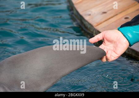 Delfino tursiopo Wildl in cerca di un graffio da donna alla Dolphin Reef nel Mar Rosso (Tursiops truncatus) Foto Stock