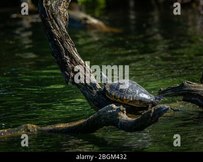 Pond Slider (Trachemys Scripta) riposarsi e godersi il sole (Vienna, Austria) Foto Stock